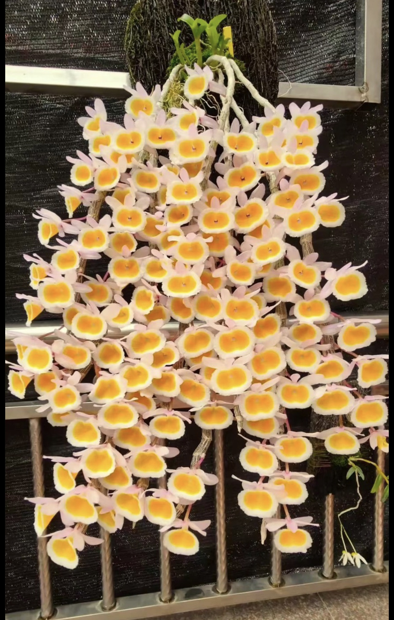 黄贝壳  石斛兰  苗附生稀有好养吊兰花洋兰瀑布爆花花卉盆栽绿植
