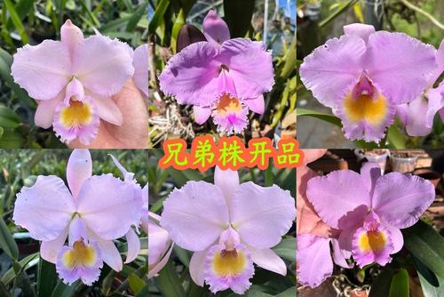 同色特里卡特兰C.trianae concolor x sib大花浓香洋兰花卉盆栽