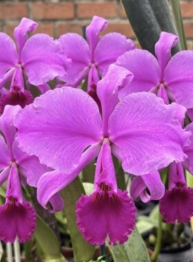 牛血特里原种卡特兰C.trianae rubra'Sangre De Toro'深红大花