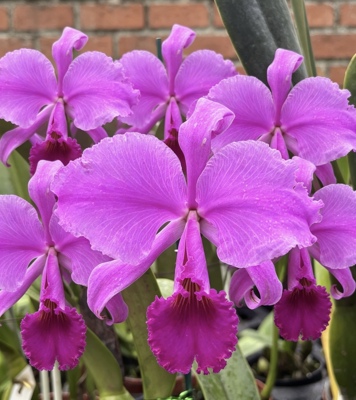 牛血特里原种卡特兰C.trianae rubra'Sangre De Toro'深红大花