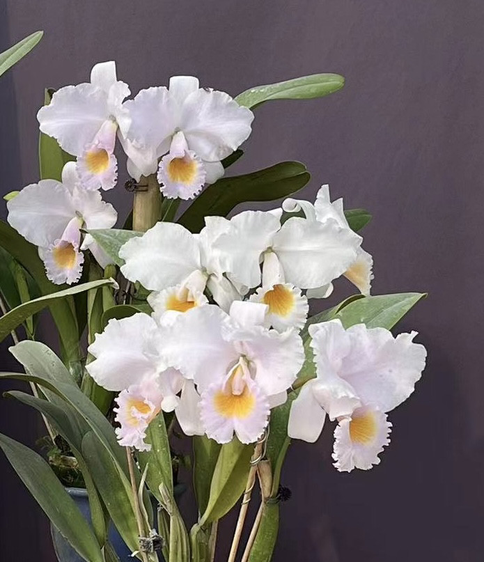 同色舒罗交亚白特里  卡特兰C trianaei var. albescens大花洋兰,鲜花速递/花卉仿真/绿植园艺,国兰/杂交兰/洋兰类,淘宝优惠券,粉丝福利购,淘宝优惠卷