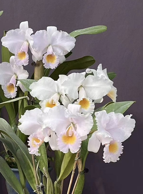 同色舒罗交亚白特里  卡特兰C trianaei var. albescens大花洋兰