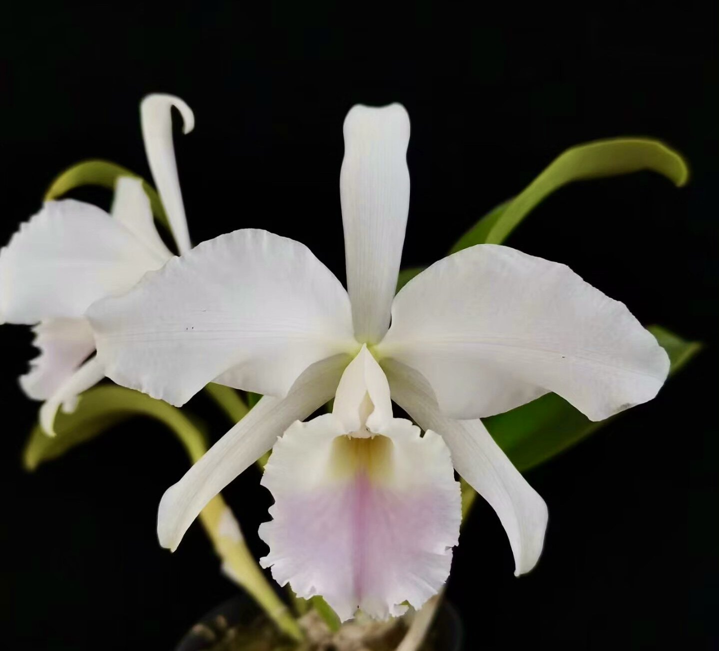 半白杰玛尼自交 阿曼尼色卡特兰C.jenmanii fma.s/a delicata洋兰,鲜花速递/花卉仿真/绿植园艺,国兰/杂交兰/洋兰类,淘宝优惠券,粉丝福利购,淘宝优惠卷