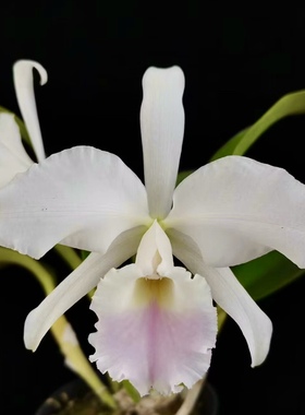 半白杰玛尼自交 阿曼尼色卡特兰C.jenmanii fma.s/a delicata洋兰