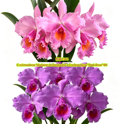2348舒罗  原种卡特兰C. schroederae‘MDP' x 'Dark Rose'4N洋兰