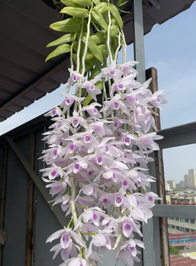 大欣西施半白檀香石斛兰Den.anosmum semi-alba ‘Cluster Pinky'