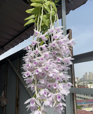 大欣西施半白檀香石斛兰Den.anosmum semi-alba ‘Cluster Pinky'