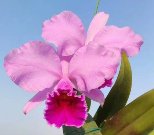 特里卡特兰C.trianae f. rubra Arankai Germinske x A.C.Burrae