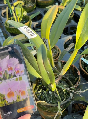 E429舒罗Castro交TheThird