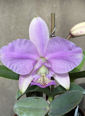 同色诺比智者卡特兰C. nobilior concolor‘Brilliant’ SM/JOGA