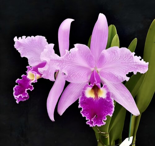 网纹瓦塞维奇 卡特兰C.warscewiczii fma.striata“Mirndel”洋兰