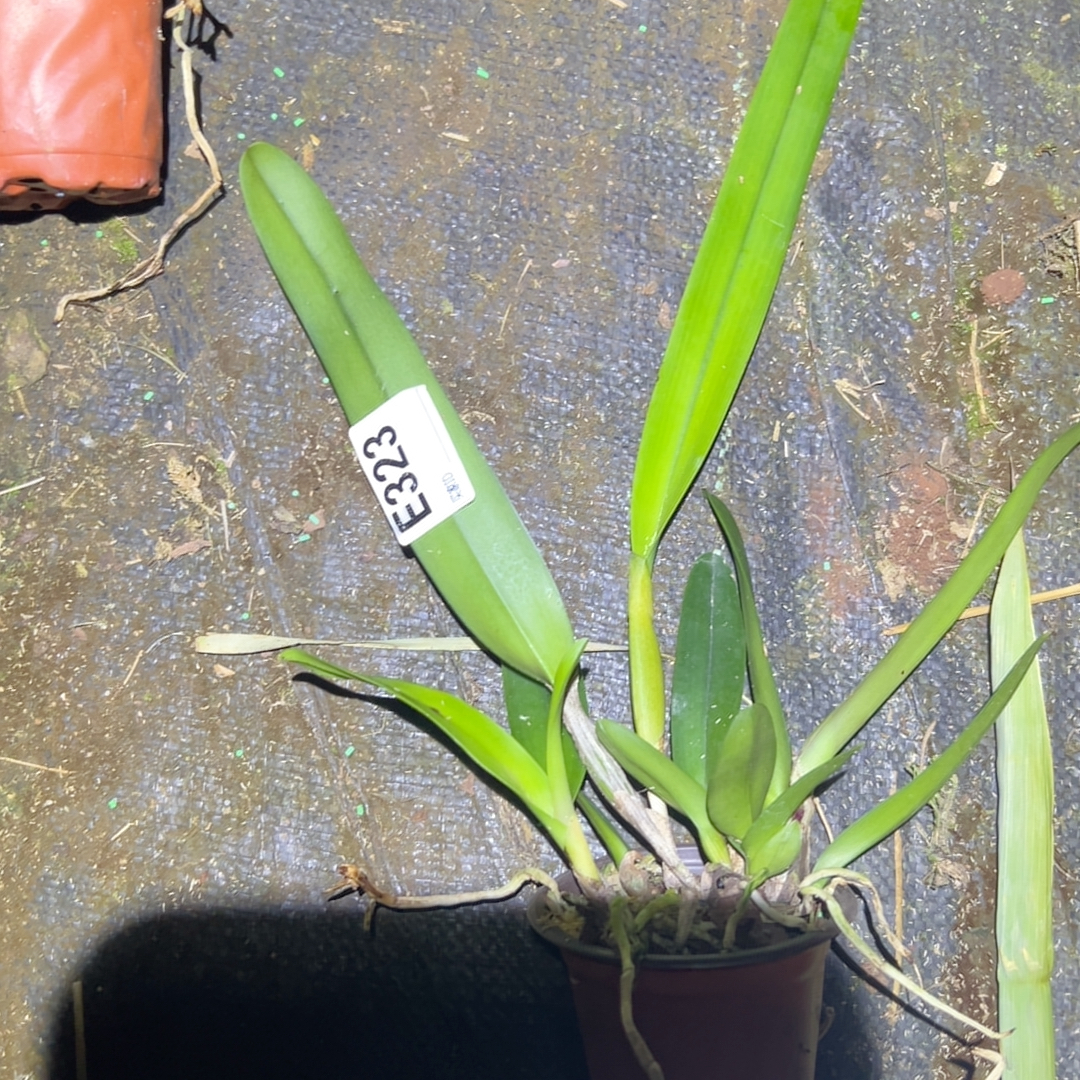 E323原种卡特兰盲盒