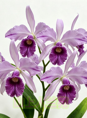 蔚蓝天空  经典蓝色卡特兰 C. Canhamiana 'Azure Skies' AM/AOS