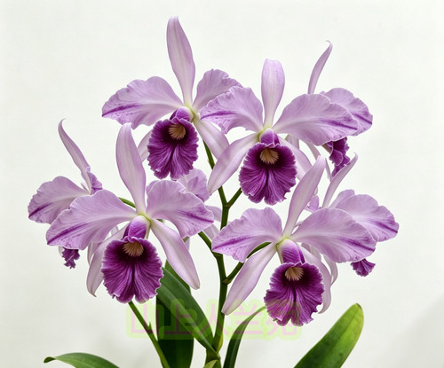 蔚蓝天空  经典蓝色卡特兰 C. Canhamiana 'Azure Skies' AM/AOS