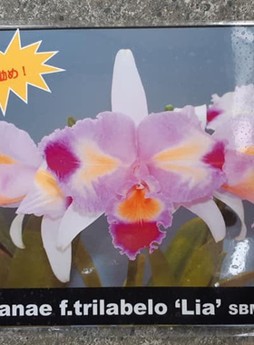 三唇瓣特里色块卡特兰C.trianae f.trilabelo “Lia” SBM/JOGA
