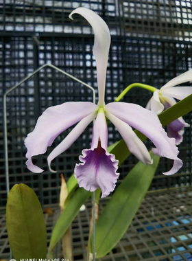 蓝色马克西马交英帝哥C.maxima x C.C.G. Roebling‘Blue Indigo