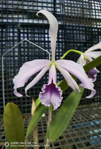 蓝色马克西马交英帝哥C.maxima x C.C.G. Roebling‘Blue Indigo