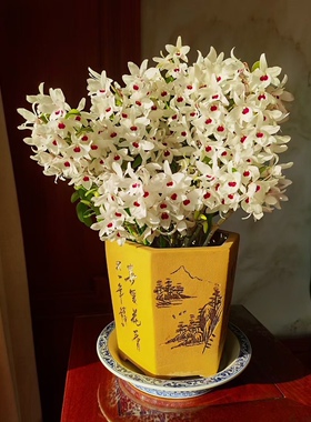 春石斛长崎白花红心 D.cassiope x D.moniliforme长崎石斛