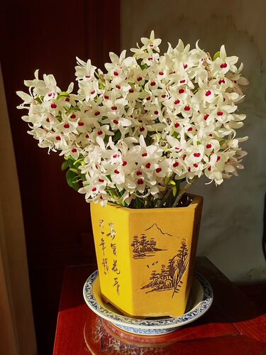 春石斛长崎白花红心 D.cassiope x D.moniliforme长崎石斛