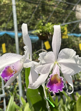 蓝特里卡特兰实生苗开花株C. trianaei var. coerulea x sib.黑#1