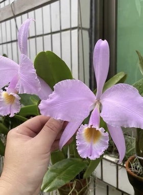 同色嘎斯卡特兰C.gaskelliana fma.concolor ”'Rocea”'洋兰花卉