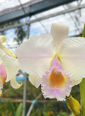 同色特里舒罗原种卡特兰C.trianae var.concolor.‘Schroederae’