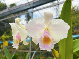 同色特里舒罗原种卡特兰C.trianae var.concolor.‘Schroederae’