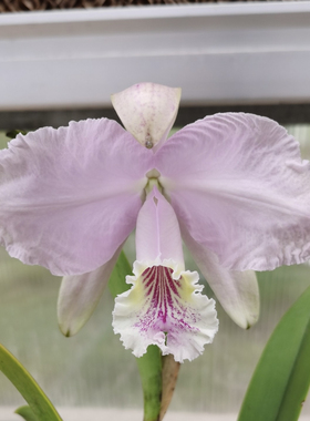 同色路德卡特兰C.lueddemanniana.var.concolor.