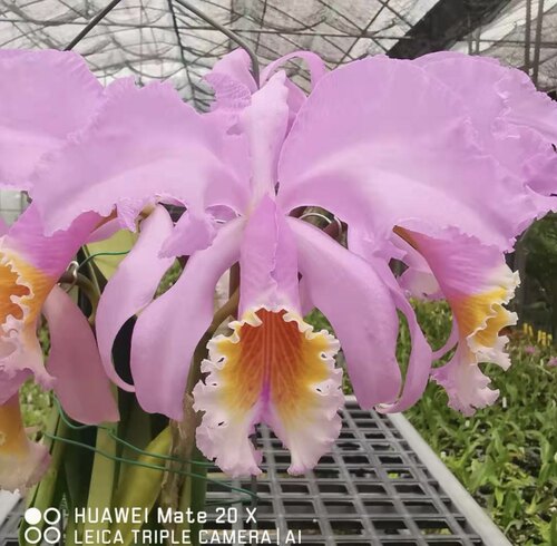 粉莫西黛安娜原种卡特兰 浓香C. mossiae fma tipo’Diana’x sib