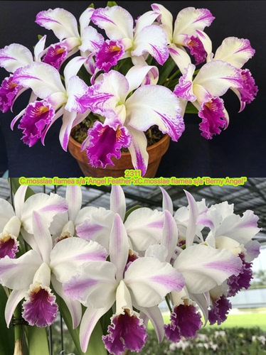 2311半白五插角莫西卡特兰C.mossiae flamea s/a大花浓香洋兰花卉