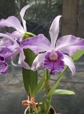 蔚蓝天空  经典蓝色卡特兰 C. Canhamiana 'Azure Skies' AM/AOS