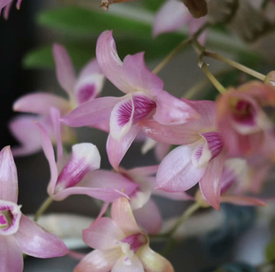 樱花粉火鸟春石斛稀有春石斛兰苗花卉