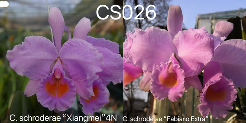 CS026舒罗  原种卡特兰C.schroederae大花浓香洋兰花卉盆栽