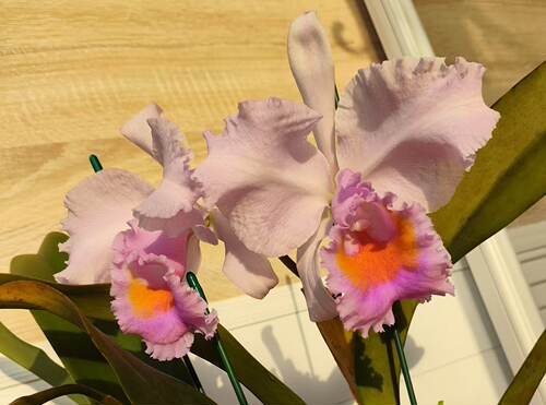 半白舒罗 卡特兰男爵后代C. schroederae （The Baron x Select）