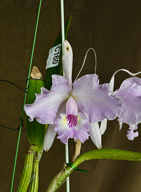 同色路德  原种卡特兰C.lueddemanniana concolor大花浓香洋兰