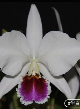 半白帕西  卡特兰C. percivaliana fma. semi-alba 'Farah Diba'