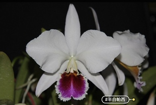 fma. semi alba 半白帕西 Diba percivaliana Farah 卡特兰C.