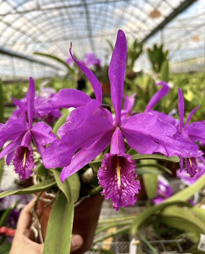 深红马克西马卡特兰C.maxima rubra“  Natural world'x ZiFen”