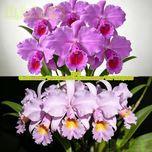 2341舒罗原种卡特兰C. schroederae（4N x Emi）大花浓香洋兰