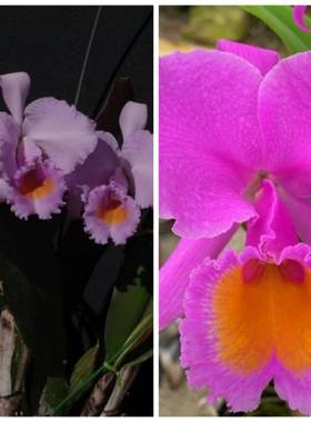 舒罗卡特兰C.schroederae 'Fabiano Extra' × oscura 'Revolcon'