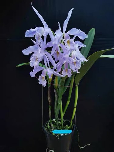 皇家蓝马  卡特兰C. maxima coerulea “Royal Blue”马克西马兰