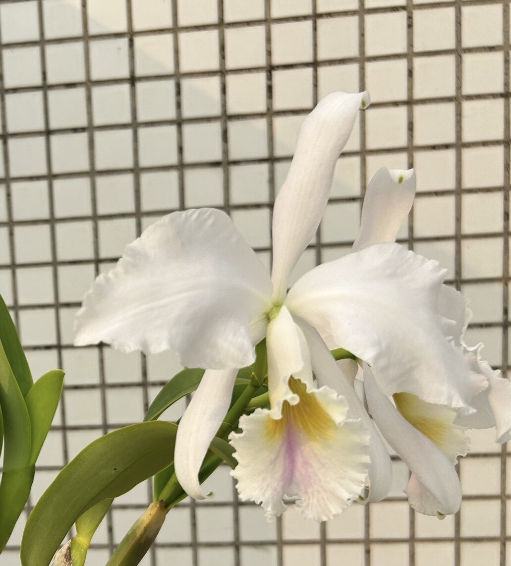 阿曼尼拉比原种卡特兰C. labiata fma amoena 