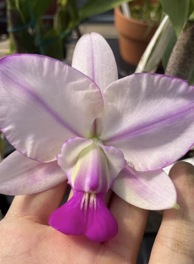 走路人  卡特兰C.walkeriana.trilabero(Labelolde) x semi-alba