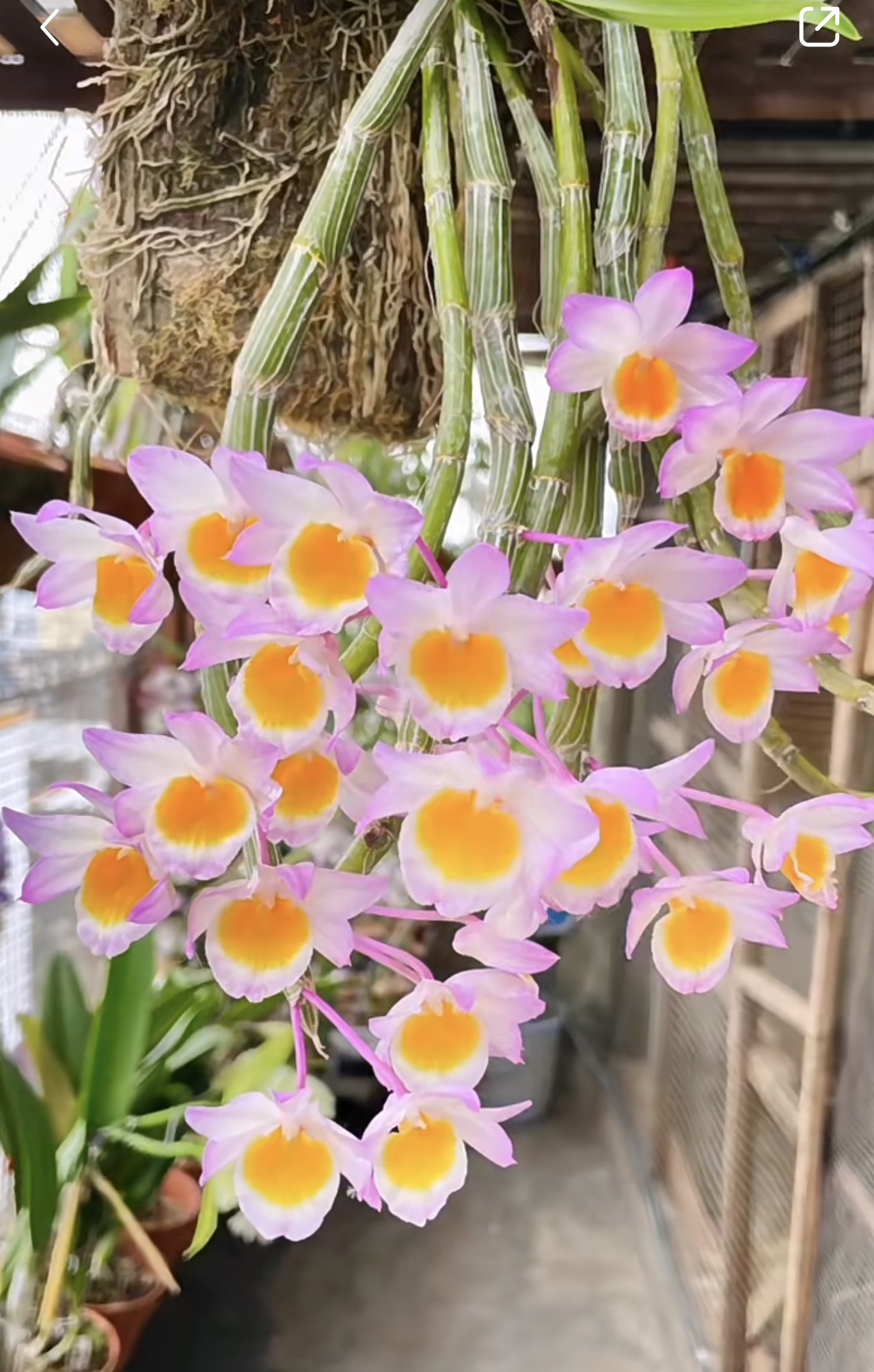 玫瑰 报春石斛红花浓香石斛兰花卉盆栽绿植花期3-5月洋吊兰花卉