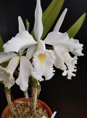 高种白色马克西马原种卡特兰C.maxima alba “GiGi”self大花洋兰