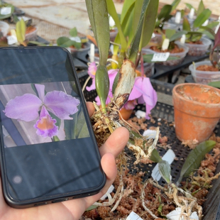 F027樱花宝石交阿修罗