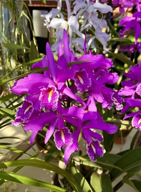 红色马克西马卡特兰C.maxima(Gorgeous SM/JOGA X Natural World)