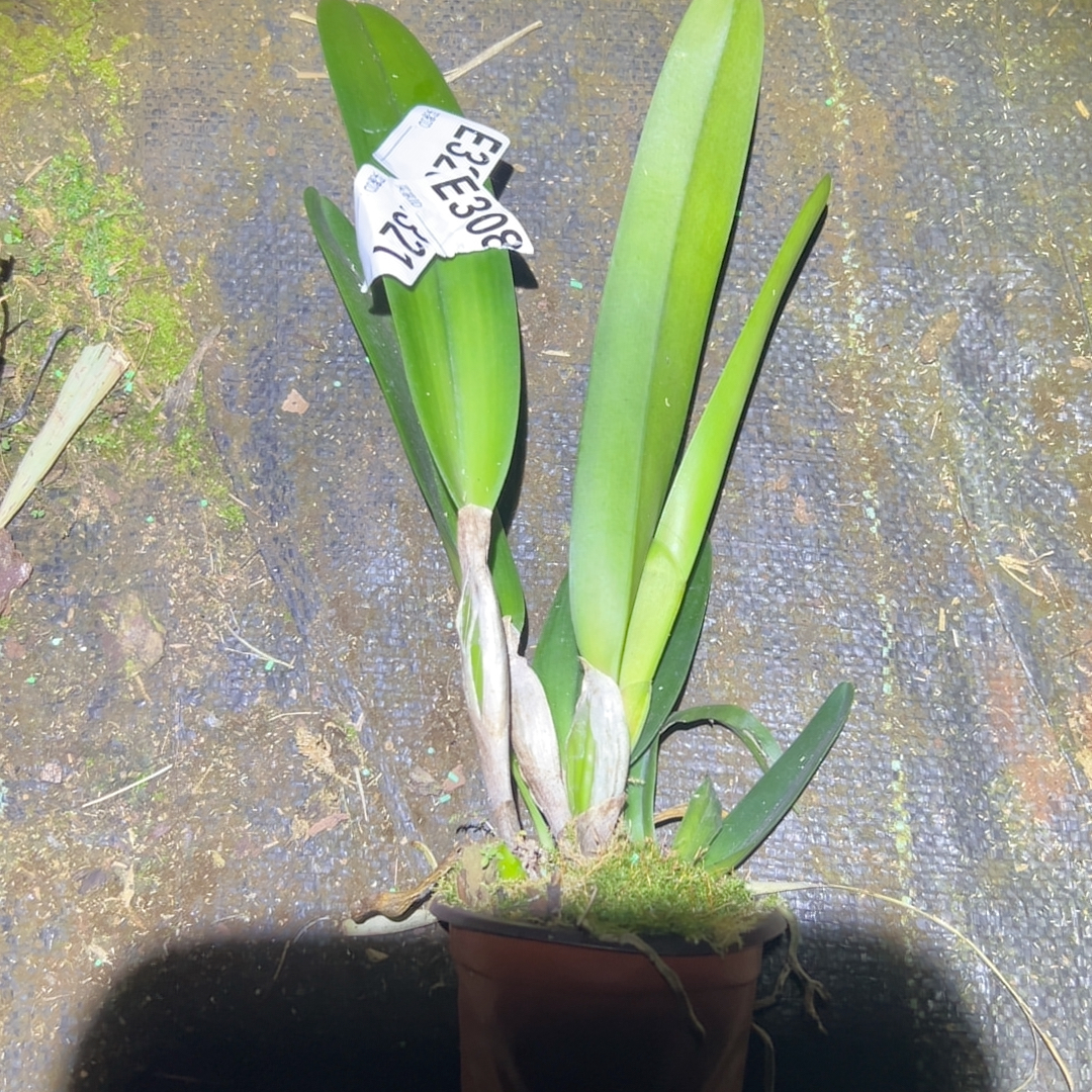 E308原种卡特兰盲盒