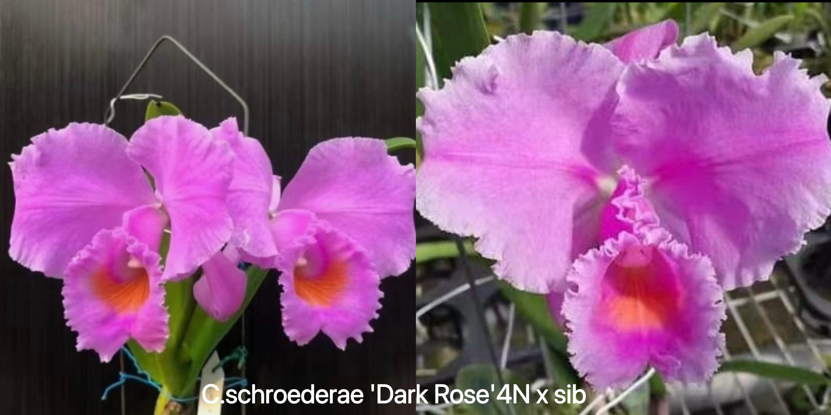 舒罗  卡特兰C.Schroederae "Dark Rose" 4N x sib大花浓香洋兰