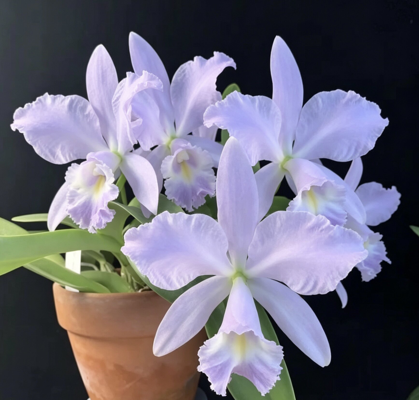 海洋微风蓝带  卡特兰  C.Sea Breeze 'Blue Ribbon'AM/AOS开花株图片